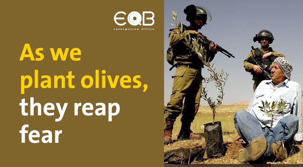 As we plant olives, they reap fear